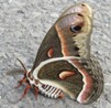 Hyalophora cecropia