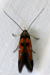 Chrysoclista linneella