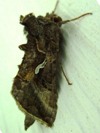 Autographa precationis