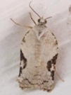 Acleris subnivana