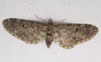 Eupithecia miserulata