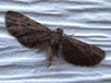 Eupithecia vulgata