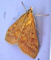 Ostrinia nubilalis