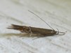 Cosmopterix fernaldella