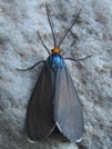 Ctenucha virginica