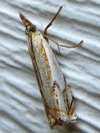 Crambus agitatellus