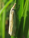 Crambus laqueatellus