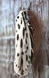 Ethmia longimaculella