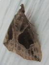 Hypena manalis