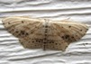 Scopula cacuminaria