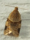 Clepsis peritana