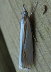 Crambus girardellus