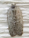 Acleris maximana