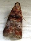 Acrobasis angusella