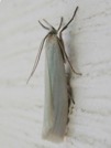 Crambus perlellus