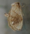 Packardia geminata