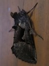 Autographa ampla