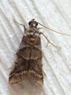 Acrobasis indigenella