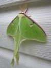 Actias luna