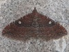 Orthonama obstipata