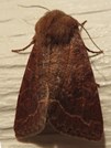 Orthosia revicta