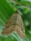 Deltote albidula