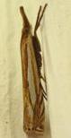 Crambus saltuellus