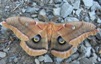 Antheraea polyphemus