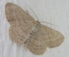 Scopula inductata