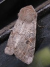 Orthosia hibisci