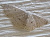 Cyclophora pendulinaria