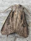 Agrotis gladiaria