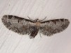 Eupithecia ravocastaliata