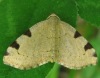 Heterophleps triguttaria