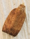 Pandemis limitata