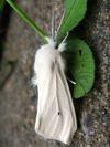 Spilosoma virginica