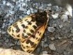 Grammia virgo