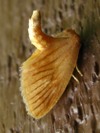 Tortricidia testacea