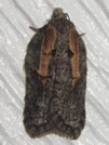 Acleris youngana