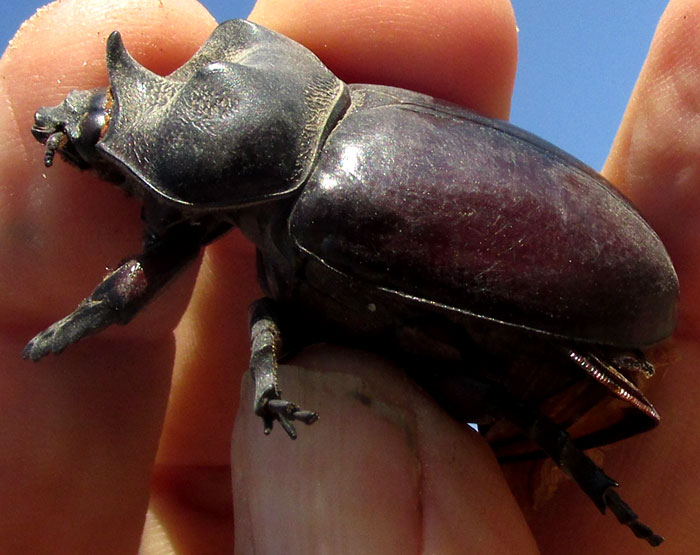 Ox Beetle, STRATEGUS ALOEUS, adult in hand