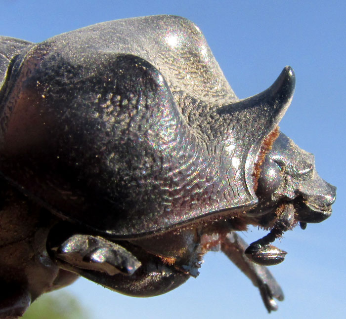 Ox Beetle, STRATEGUS ALOEUS, close-up of head and pronotum