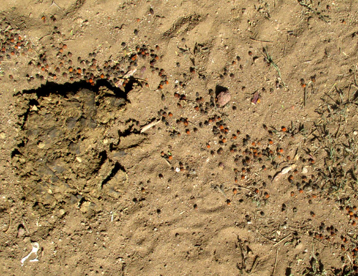 Desert Hackberry, CELTIS PALLIDA, seed dispersal by ants