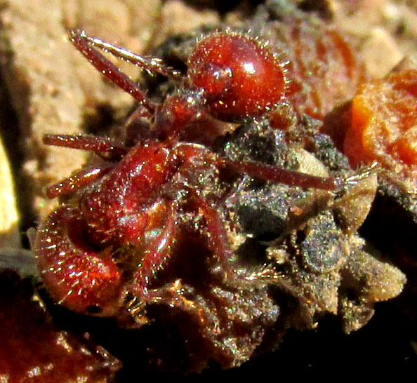 dried fruit of Desert Hackberry, CELTIS PALLIDA, being worked on by harvester ant, probably Pogonomyrmex maricopa