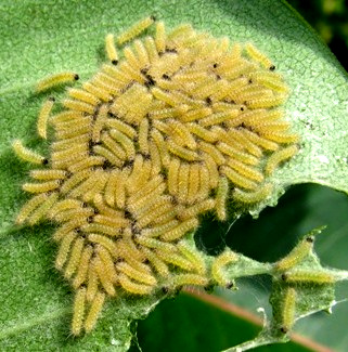 Milkweed Tussock Moth caterpillars a day later