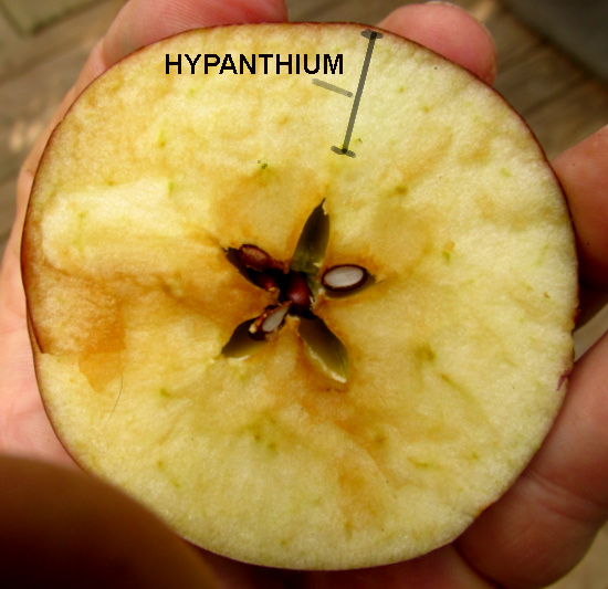 hypanthium tissue of apple