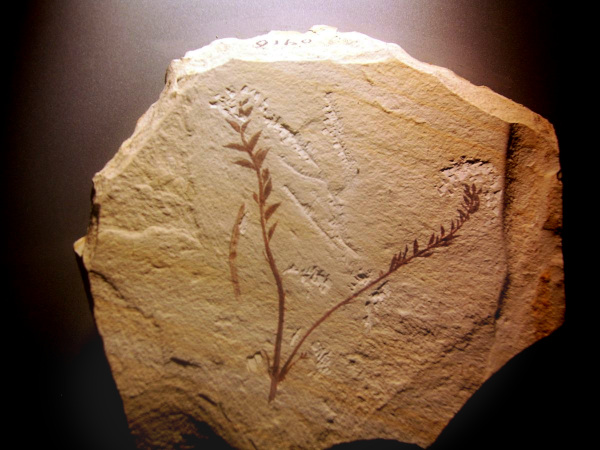 Fossil Archaefructus liaoningensis, the earliest flower discovered so far, on display in Beijing Natural History Museum; photo courtesy of 'Shizhao' and Wikimedia Commons