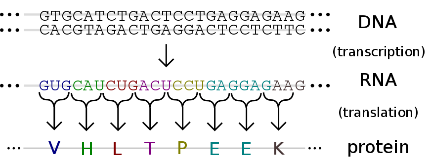 Diagram of the central dogma, DNA to RNA to protein, illustrating the genetic code with the first few amino acids constituting the alpha subunit of hemoglobin; image by Madeleine Price Ball, California, USA