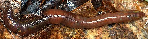 earthworm, photo courtesy of ryan Hadnett in Guelph, Ontario, Canada