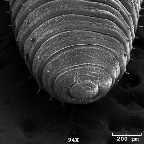 Scanning electron microscope image by Hannah G Watson, Andrew T Ashchi, Glen S Marrs, & Cecil J Saunders of the Wake Forest University Department of Biology 