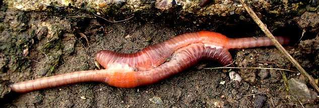 mating earthworms, image by 'Jackhynes'